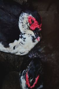 High angle view of birds