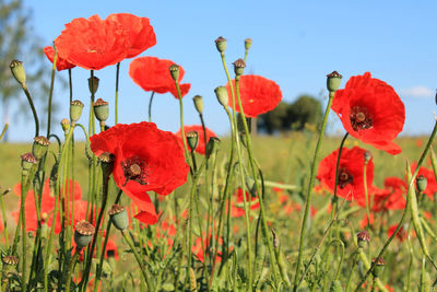 Close-up of red poppies on field against sky