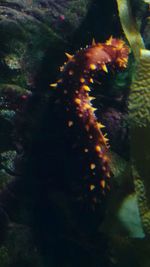 Close-up of fish swimming in sea