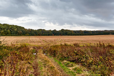 Scenic view of field against sky