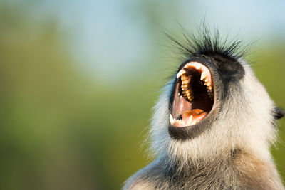 Close-up of a monkey