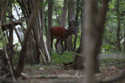 Deer standing in a forest