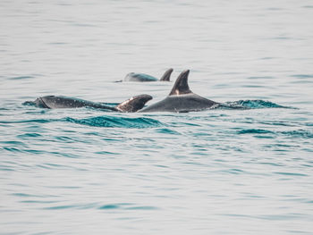 Dolphins at the beach