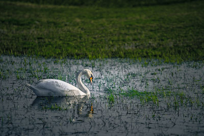 Swan on lake