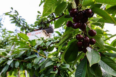 Low angle view of fruits growing on tree