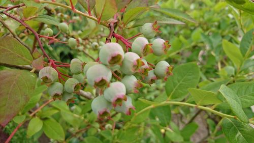 Close-up of berries growing on tree