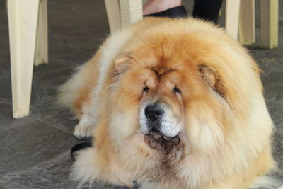 Close-up portrait of a dog at home