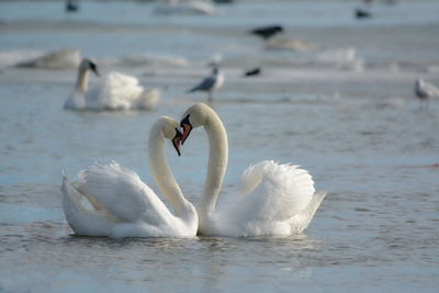 Swans in love