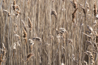 Close-up of wheat plants growing on field