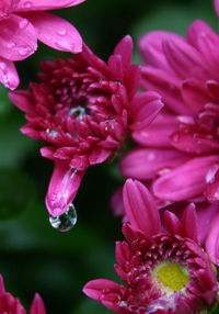 Close-up of water drops on pink flower