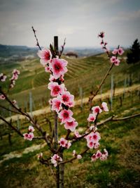 Close-up of pink cherry blossoms in spring