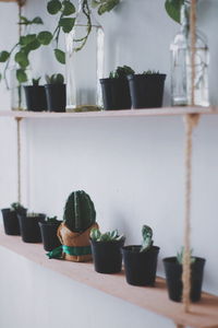 Close-up of potted plants in greenhouse