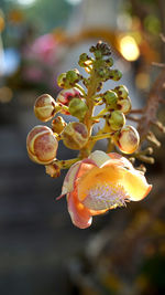 Cannonball flower india exotic flower