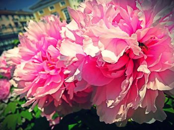 Close-up of pink flowers blooming outdoors