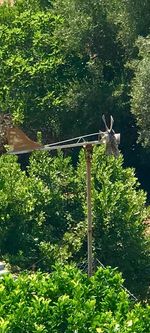 View of bird on plants against trees