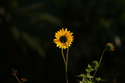 Close-up of yellow flowering plant on field