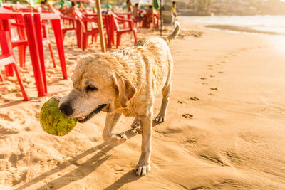 Dog on beach with coconut