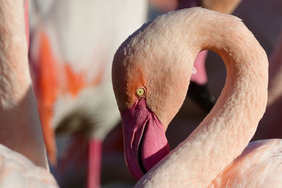 Close-up of flamingos