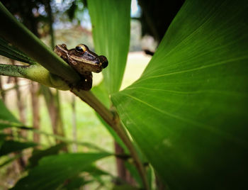 Close-up of insect on plant