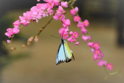 Close-up of butterfly pollinating on pink flower