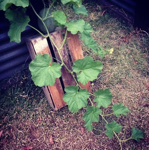 leaf, plant, green color, growth, nature, close-up, high angle view, leaf vein, leaves, no people, growing, day, dry, outdoors, wood - material, sunlight, ivy, dirt, field, front or back yard