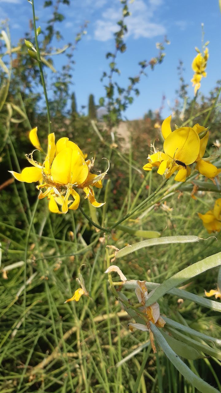 CLOSE-UP OF YELLOW FLOWERING PLANTS ON LAND