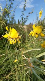 Close-up of yellow flowering plant on field