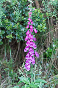 Close-up of purple flowering plant