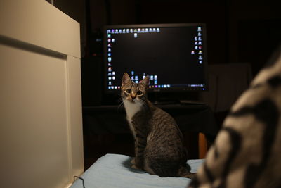 Cat sitting in a room