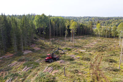 Stacking logs at forest edge