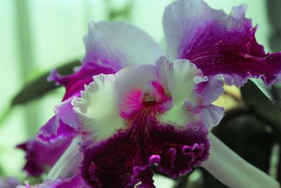 Close-up of pink flower