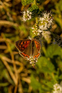 Close-up of butterfly pollinating on flower