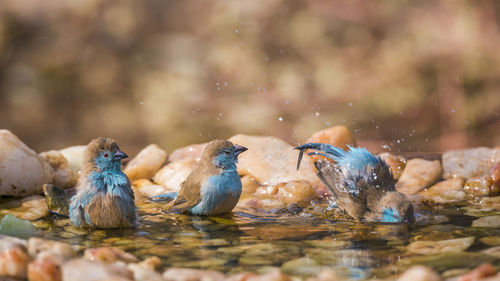 Ducks in a lake