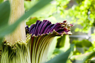 Close-up of purple flowering plant