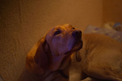 Close-up of dog at home