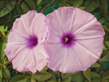 Close-up of purple flower blooming outdoors