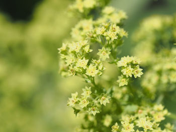 Close-up of yellow flowering plant on field