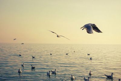 High angle view of seagulls swimming on sea against clear sky during sunset 