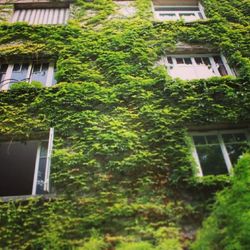 Ivy growing on tree trunk