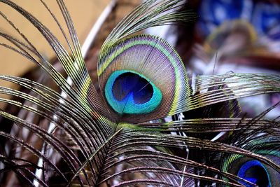 Close-up of multi colored feathers