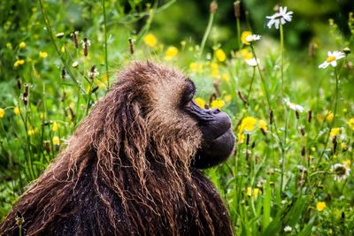 Close-up of a monkey looking away