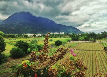 Scenic view of vineyard against sky