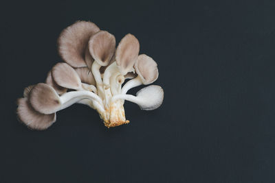 Close-up of mushrooms growing against black background