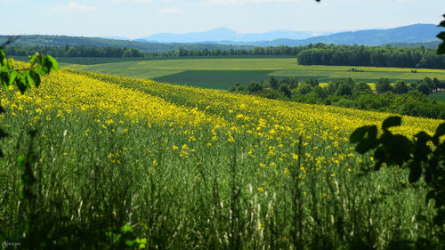 Scenic view of oilseed rape field