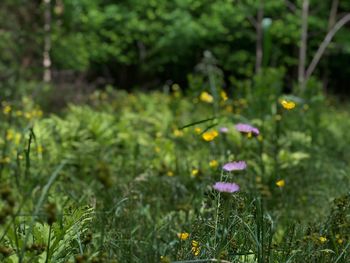 Close-up of purple flowering plants on field