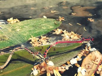 High angle view of insect on plant