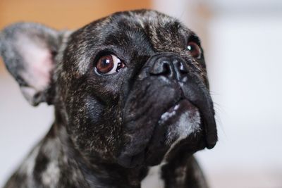 Close-up of dog looking away