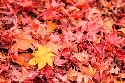 Full frame shot of maple leaves