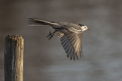 Close-up of bird flying over wooden post