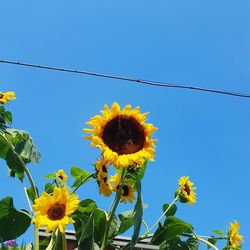 Low angle view of sunflowers against clear blue sky